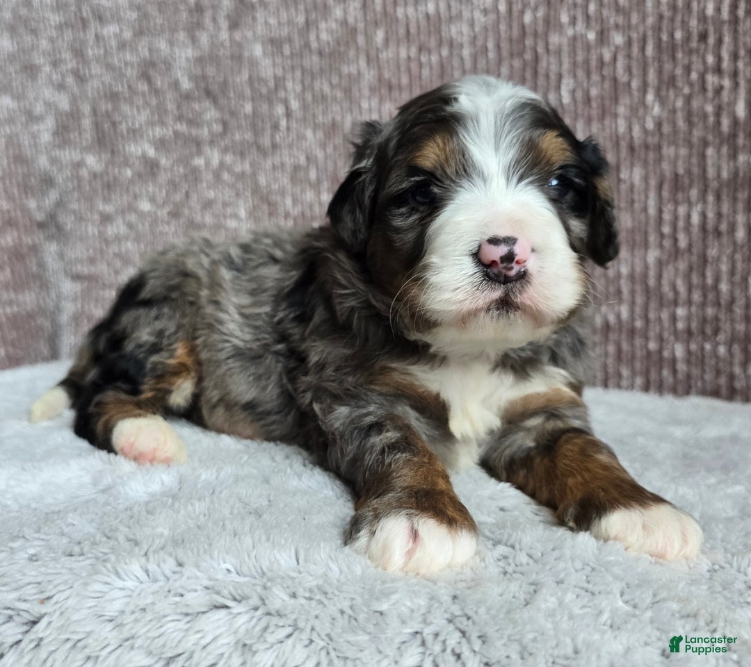 Mini Bernedoodle dogs for sale: Mini Chief - Ad 8