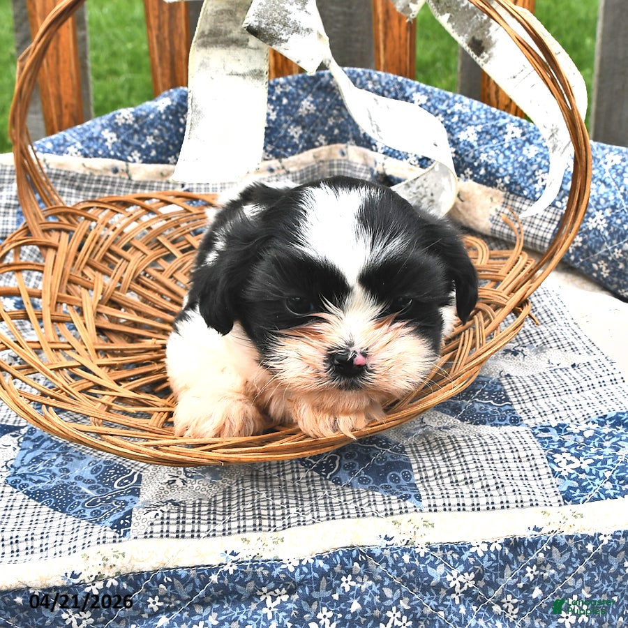 Teddy Bear dogs Sugar - Ad 2