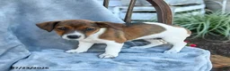 Jack Russell Terrier dogs for sale: Norah - Ad 2