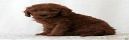 Mini Goldendoodle dogs for sale: Jordan - Ad 5