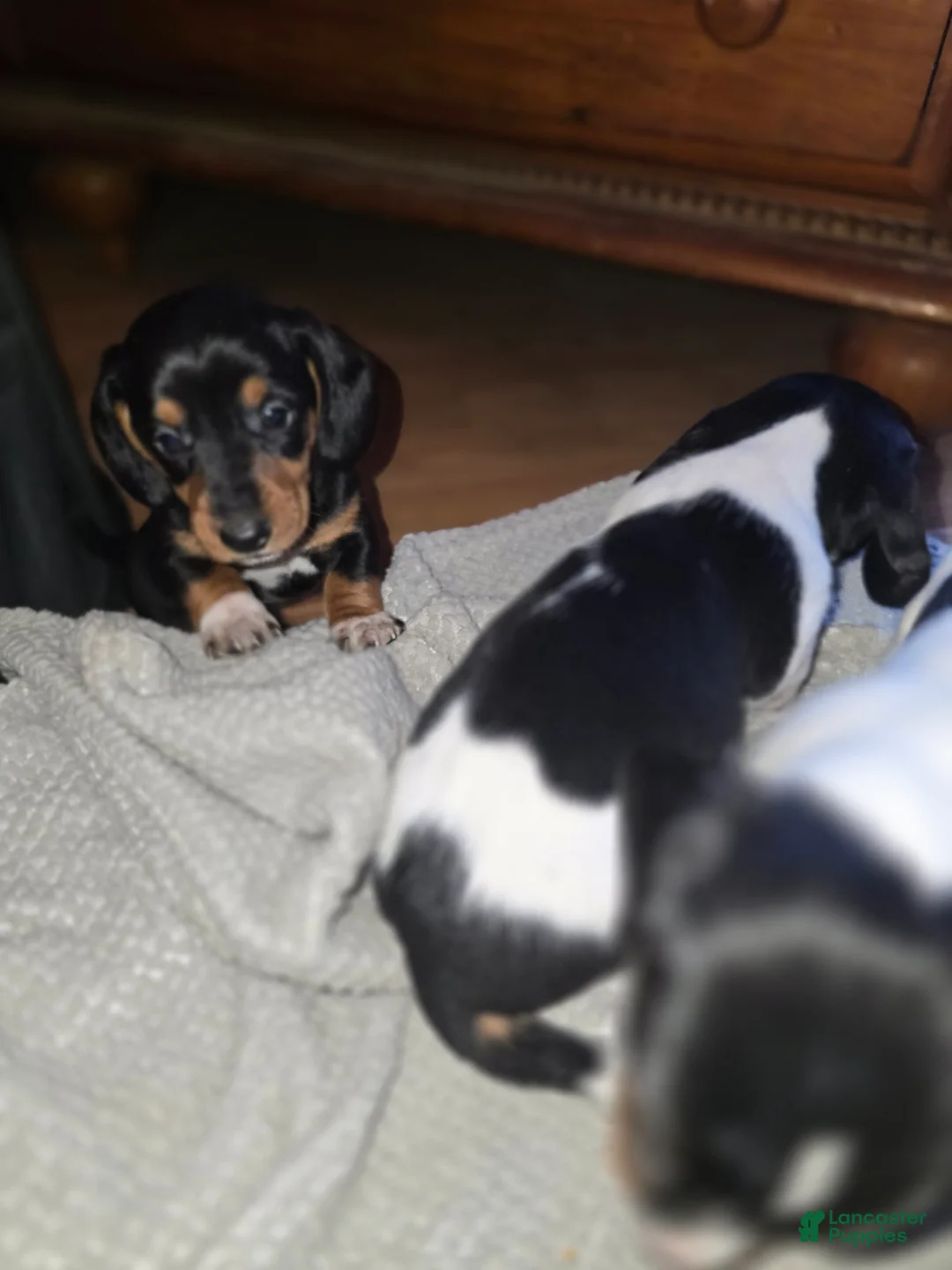 Dachshund dogs for sale: Hollee - mini - Ad 11