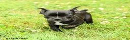 Frenchton dogs for sale: Dakota - Ad 5