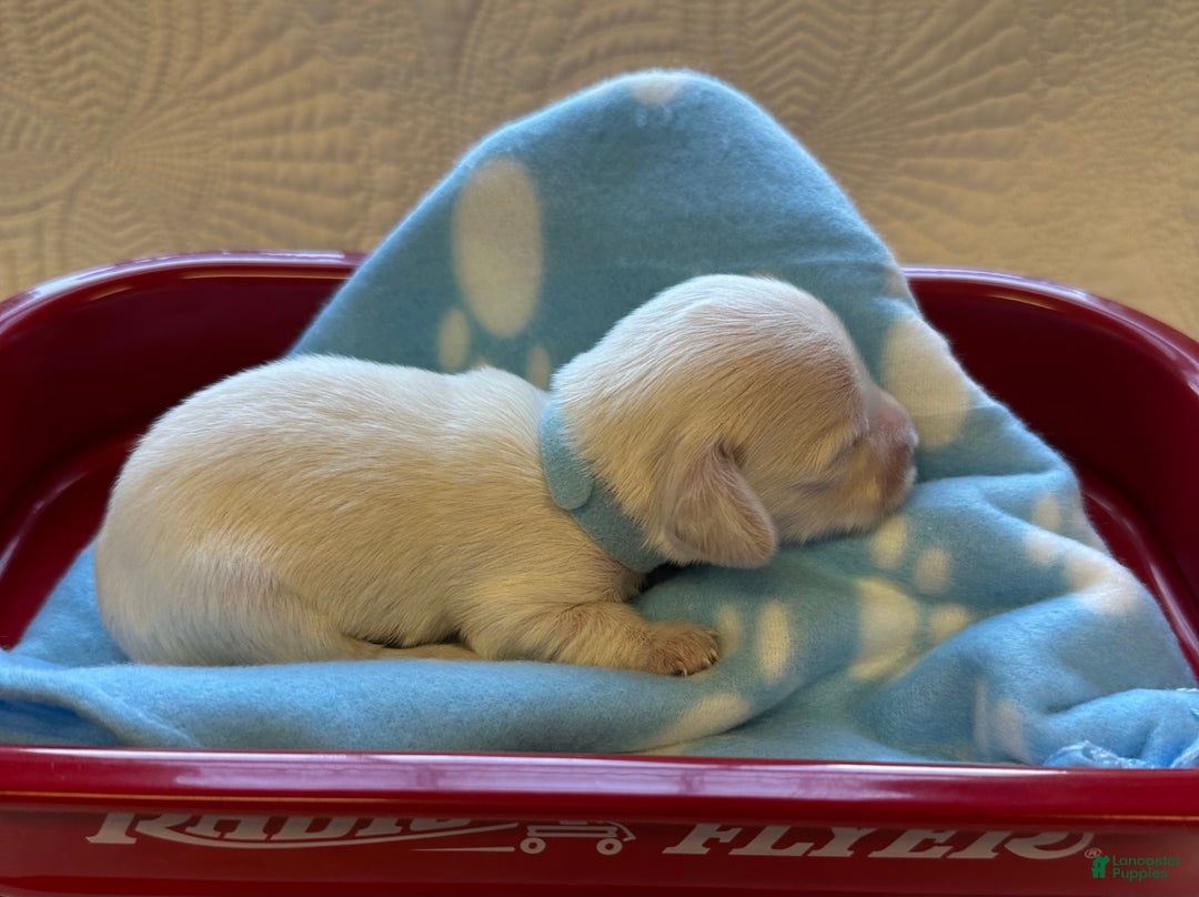 Seth for sale in Trenton Lancaster Puppies