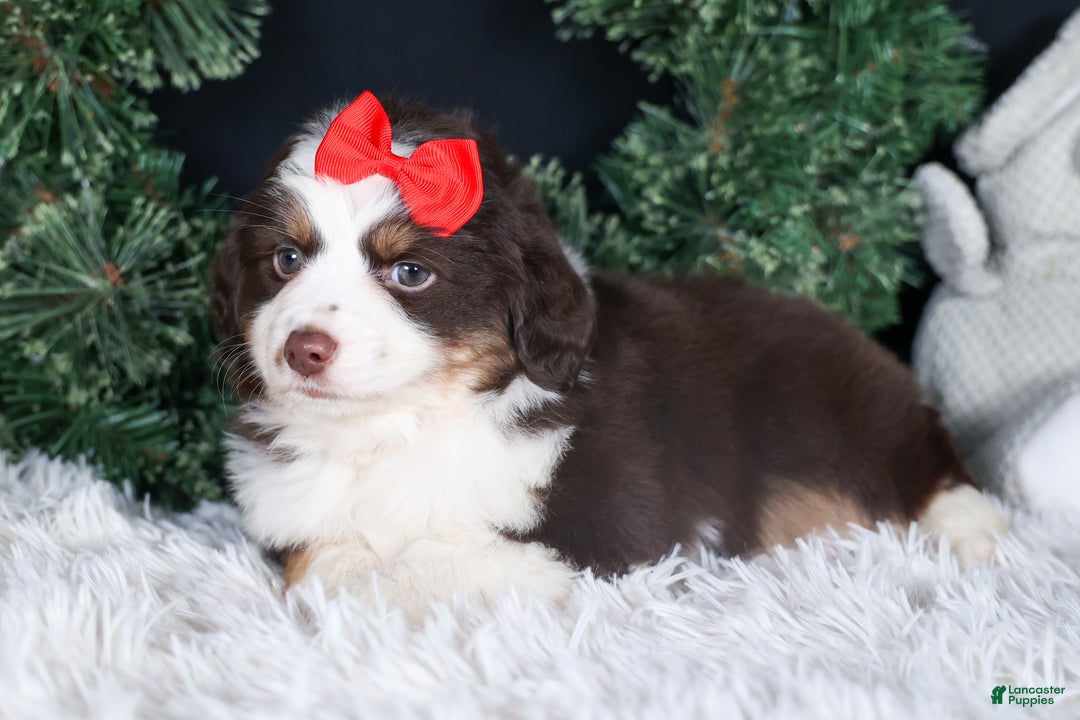 Miniature Australian Shepherd dogs for sale: SALLY - Ad 19