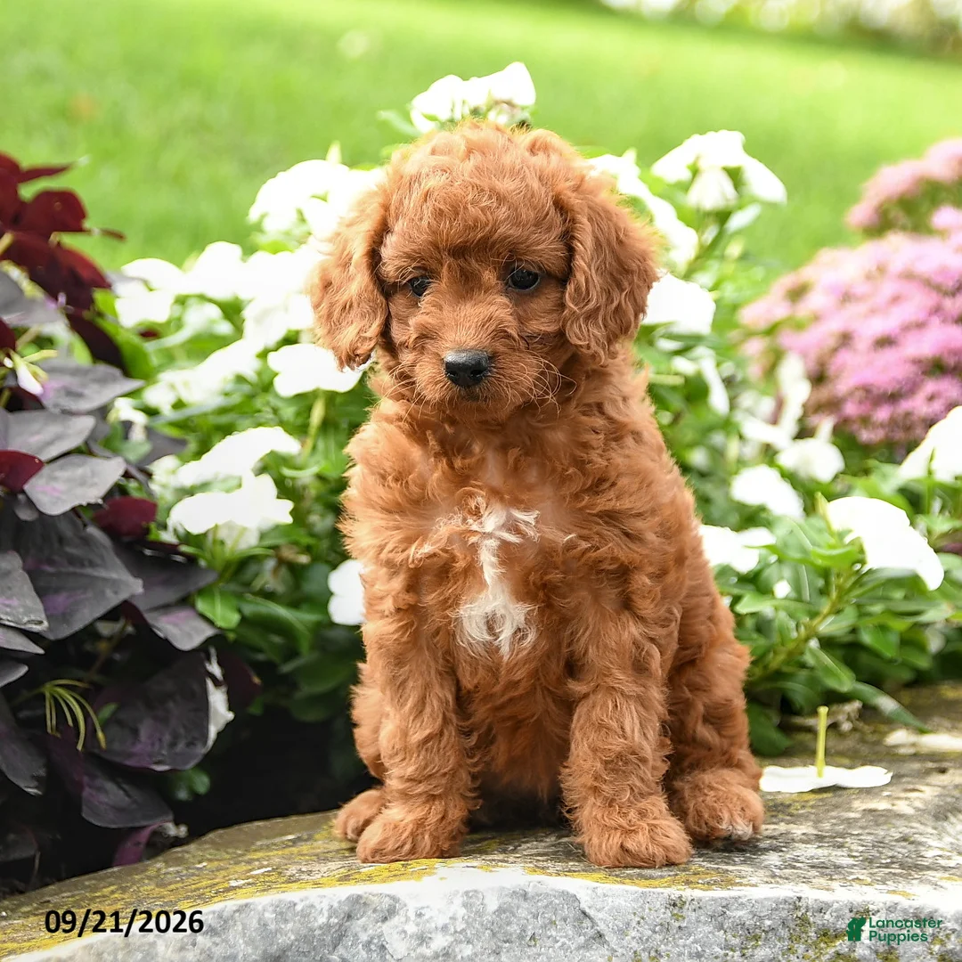 Miniature Labradoodle dogs for sale: Peggy - Ad 3