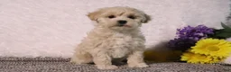 Maltipoo dogs for sale: Princess - Ad 4
