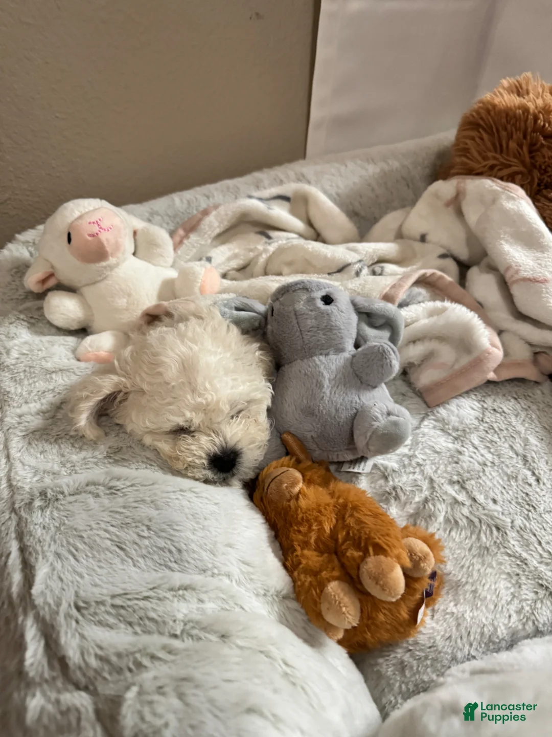 Maltipoo dogs for sale: Maltipoo Puppy 1 - Ad 5