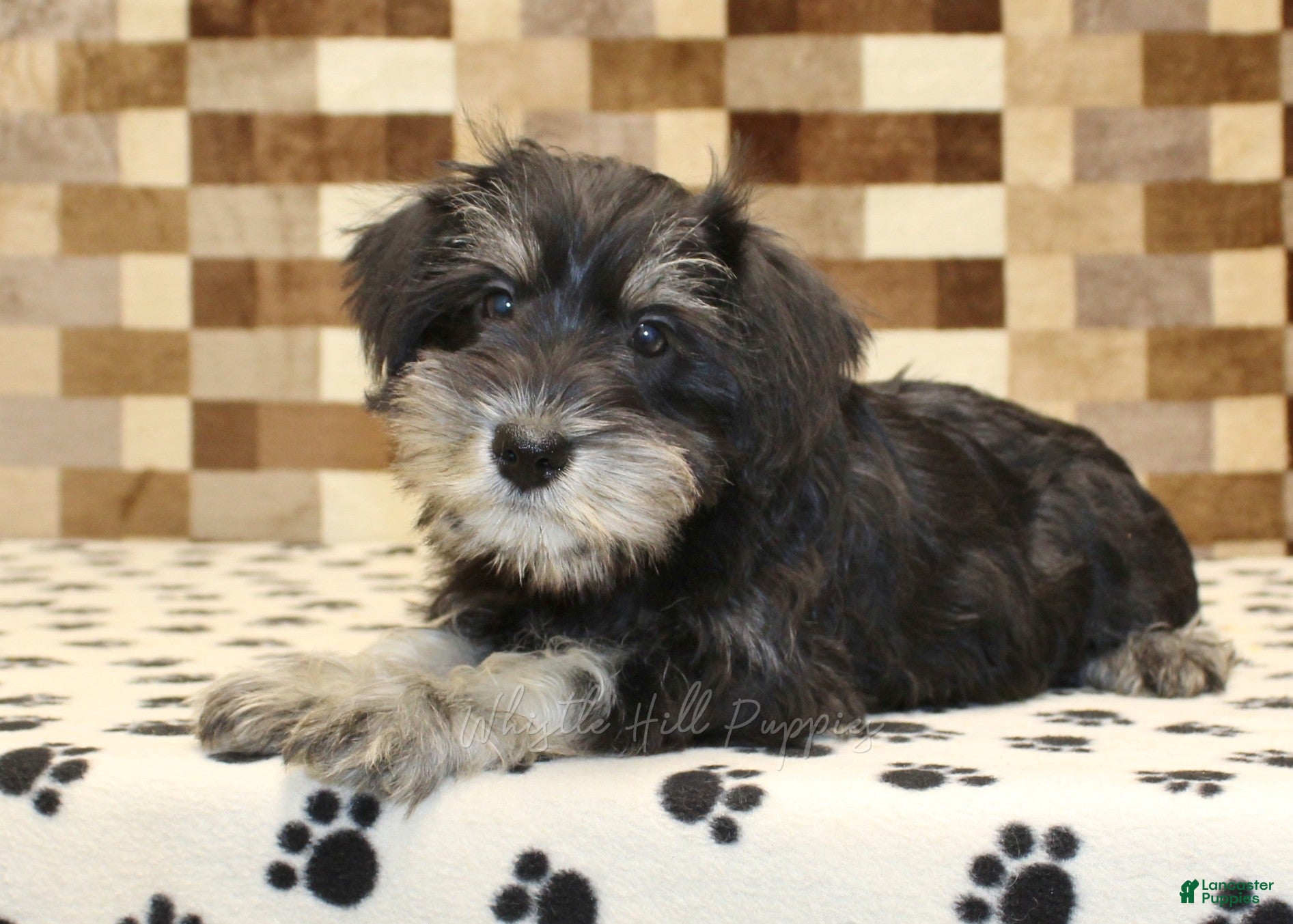 Miniature Schnauzer dogs Emily - Ad 2