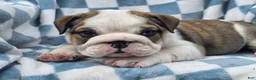 English Bulldog dogs for sale: Marshall - Ad 6