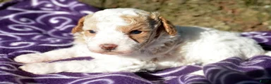 Carrie Cavapoo 4
