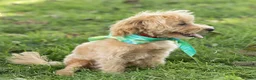 Maltipoo dogs for sale: Nacho Maltipoo Puppy  - Ad 7