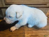 Mixed Breed Puppy 8