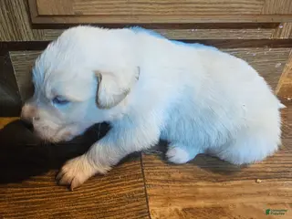 Mixed Breed dogs Mixed Breed Puppy 8 - Ad 14