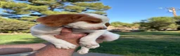 Brittany Spaniel dogs for sale: Brittany Spaniel 4 - Ad 14