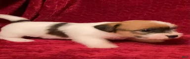Jack Russell Terrier Puppy 3