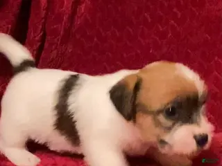 Jack Russell Terrier dogs Jack Russell Terrier Puppy 3 - Ad 4