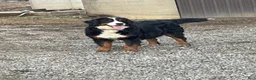 Bernese Mountain Dog dogs for sale: Casey - Ad 6