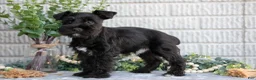 Miniature Schnauzer dogs for sale: Copper - Ad 3