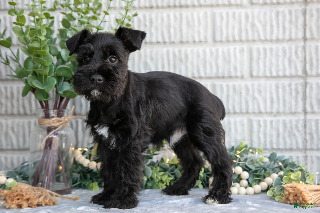 Miniature Schnauzer dogs for sale: Copper - Ad 3