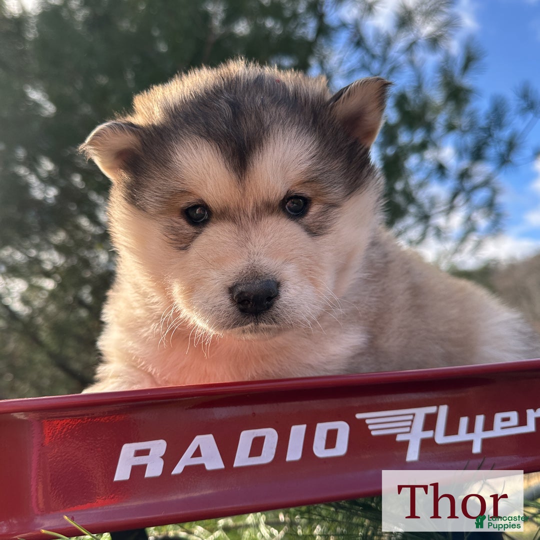 Alaskan Malamute dogs for sale: Thor - Ad 1