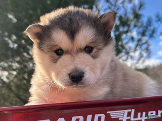 Alaskan Malamute dogs Thor - Ad 25