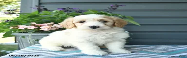 Annabell