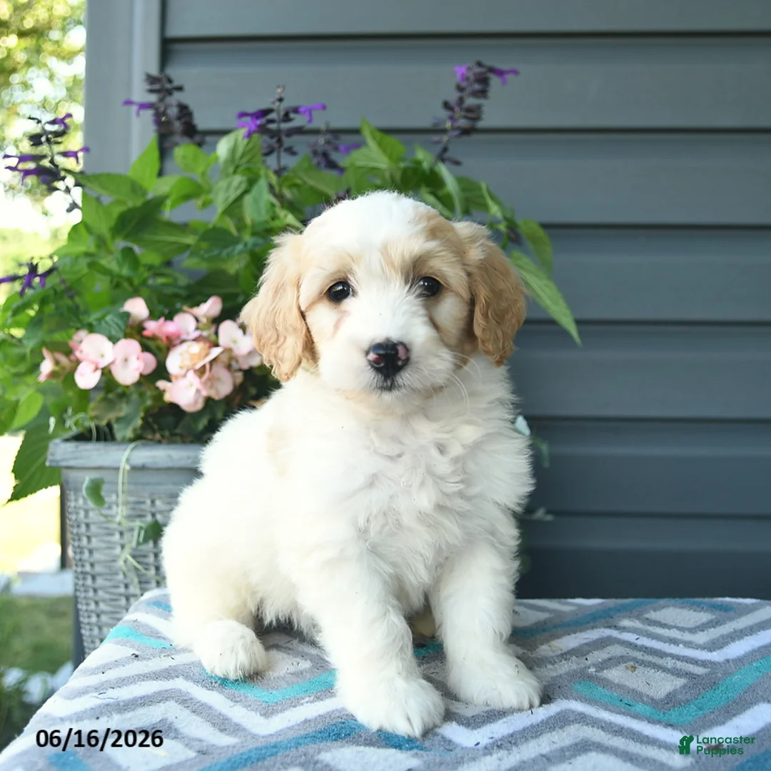 Mini Goldendoodle dogs for sale: Annabell - Ad 1