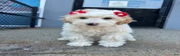 Mini Goldendoodle dogs for sale: Mini Goldendoodle 2 - Ad 3