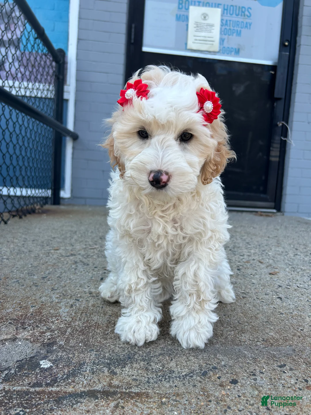 Mini Goldendoodle dogs for sale: Mini Goldendoodle 2 - Ad 3