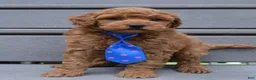 Mini Goldendoodle dogs for sale: Mini George - Ad 7