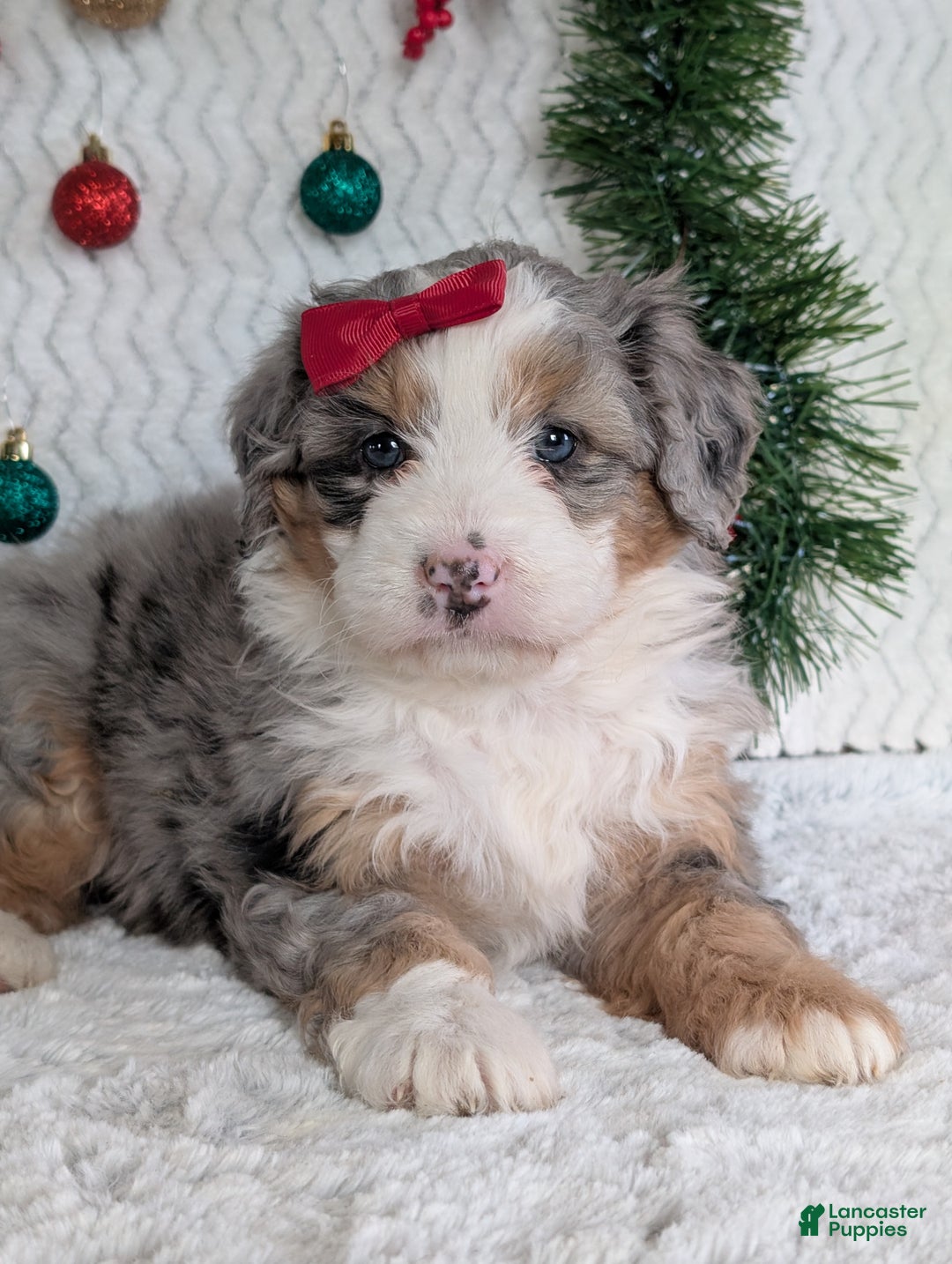 Mini Bernedoodle dogs for sale: Mini Pippa  - Ad 8