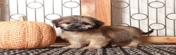 Shih Tzu dogs for sale: Harry - ACA Shih Tzu  - Ad 2