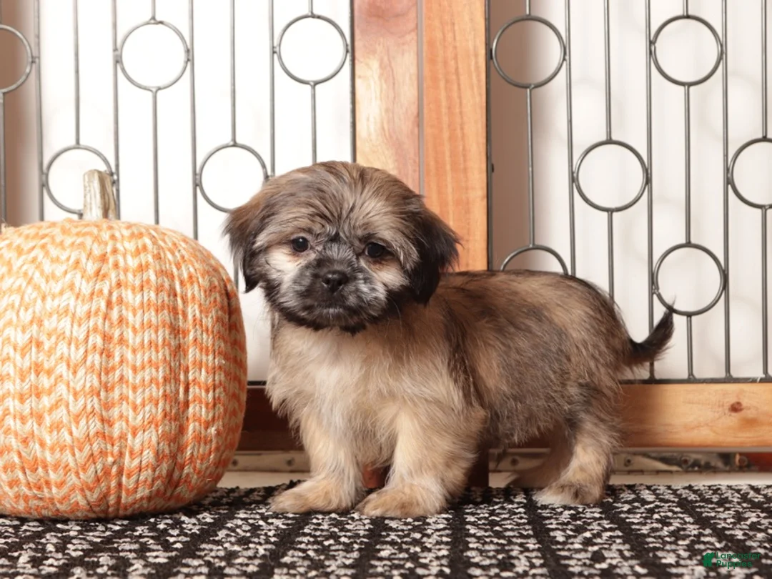 Shih Tzu dogs for sale: Harry - ACA Shih Tzu  - Ad 2