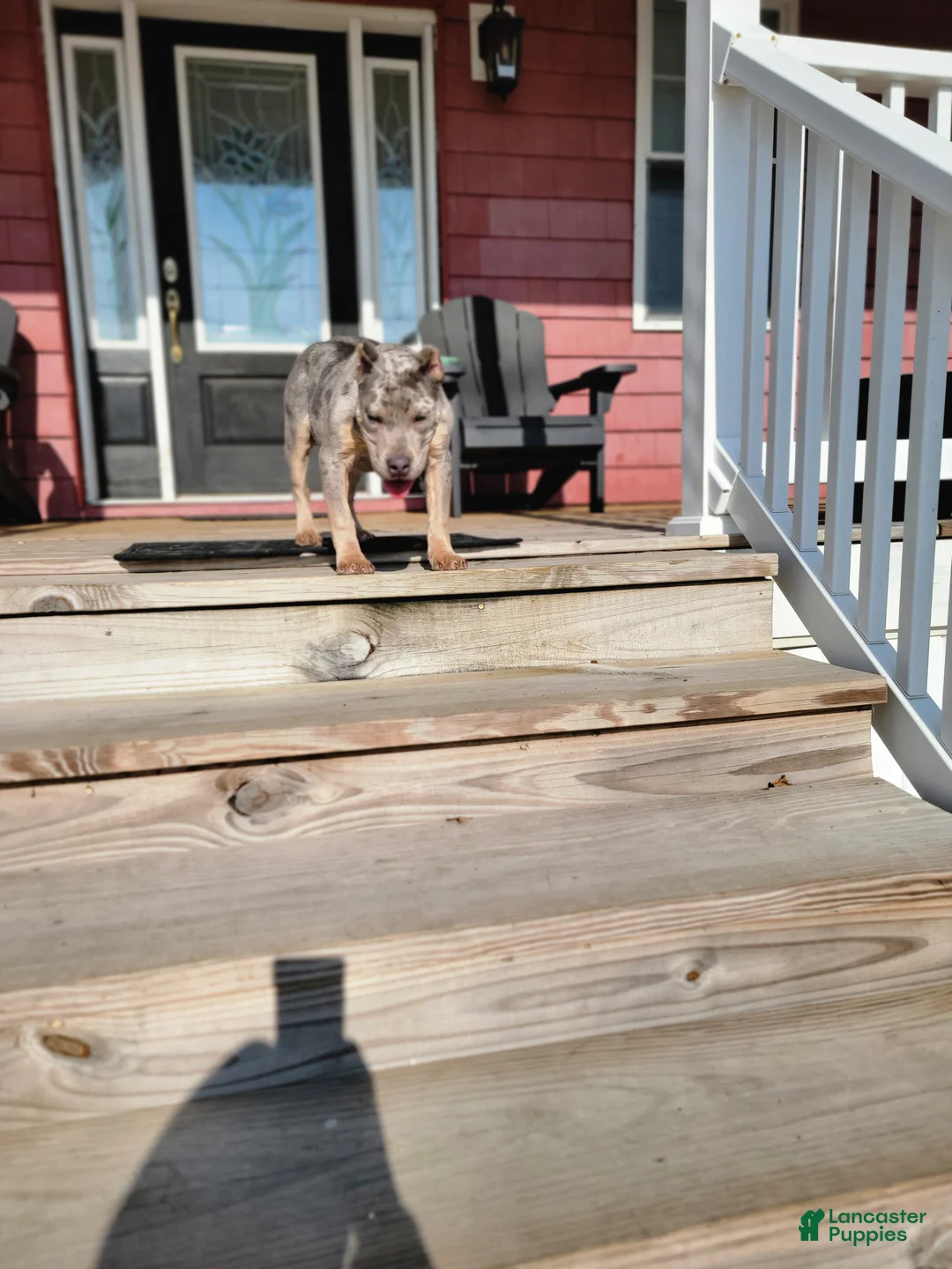 American Bully dogs for sale: Amiri - Ad 10