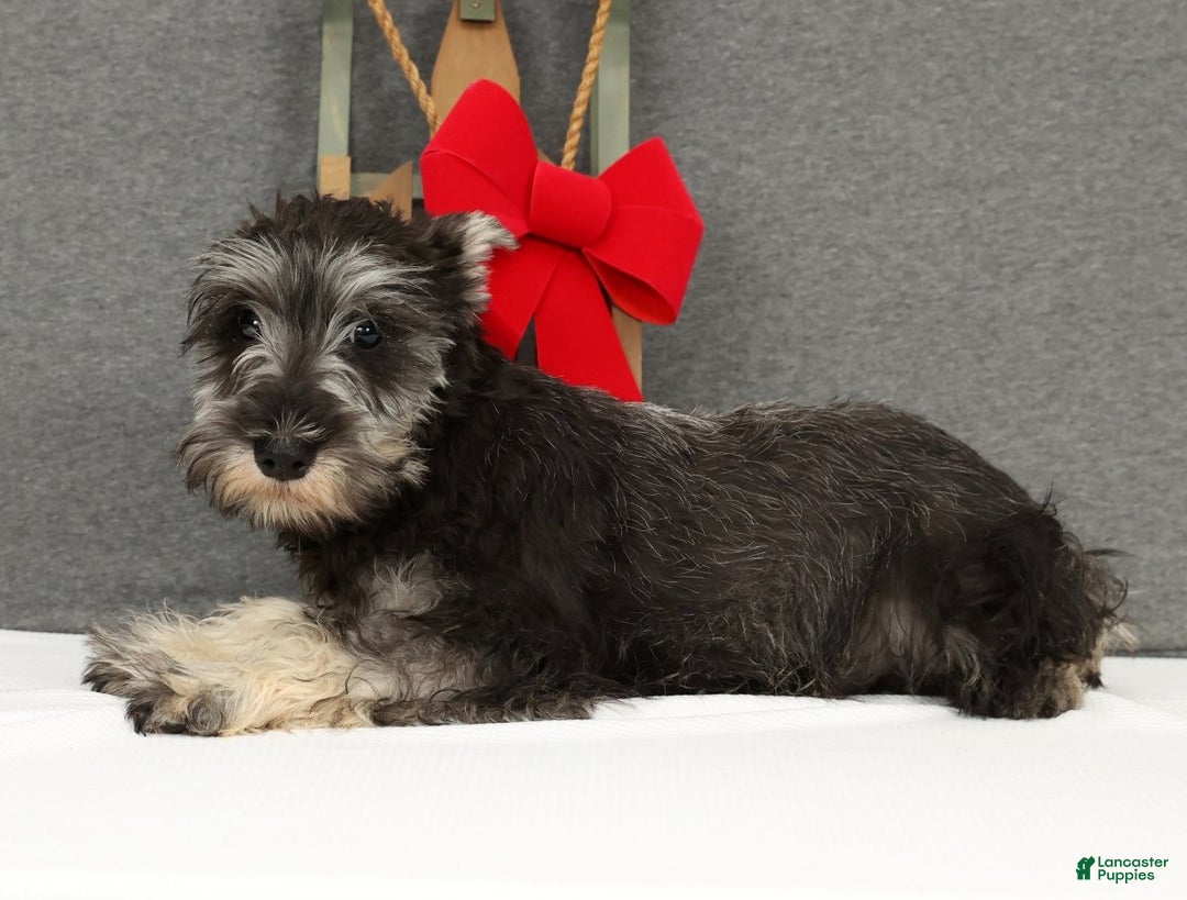 Miniature Schnauzer dogs for sale: Adele - Ad 3