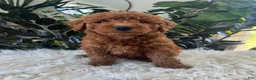 Mini Goldendoodle dogs for sale: Azalea - Ad 5