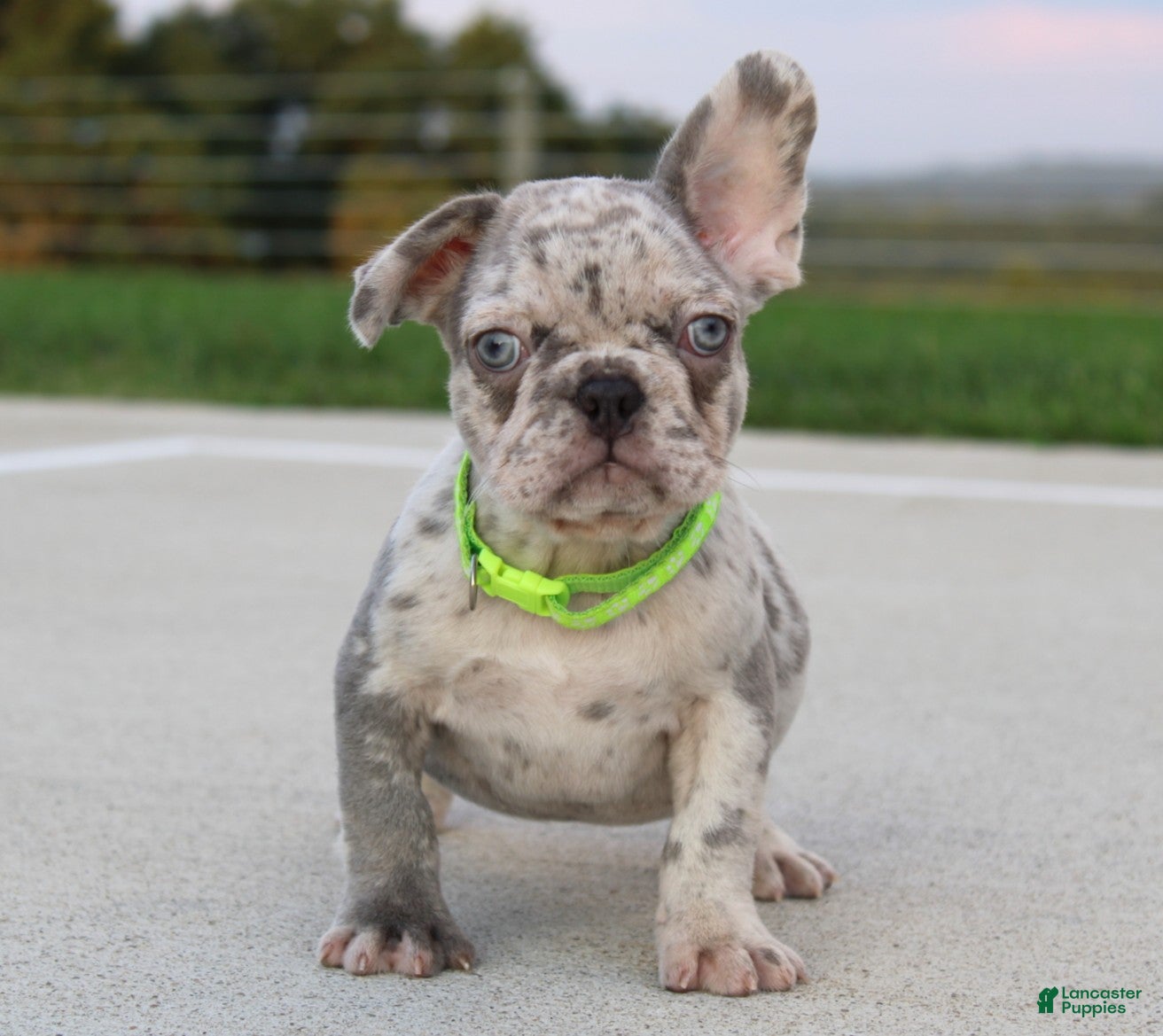 French Bulldog dogs Arnold - Ad 2