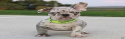 French Bulldog dogs for sale: Arnold - Ad 2