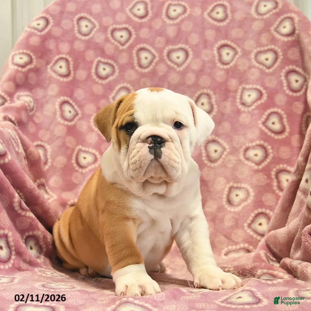 English Bulldog dogs for sale: Zilpha  - Ad 1