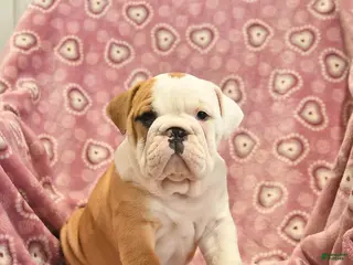 English Bulldog dogs Zilpha - Ad 28