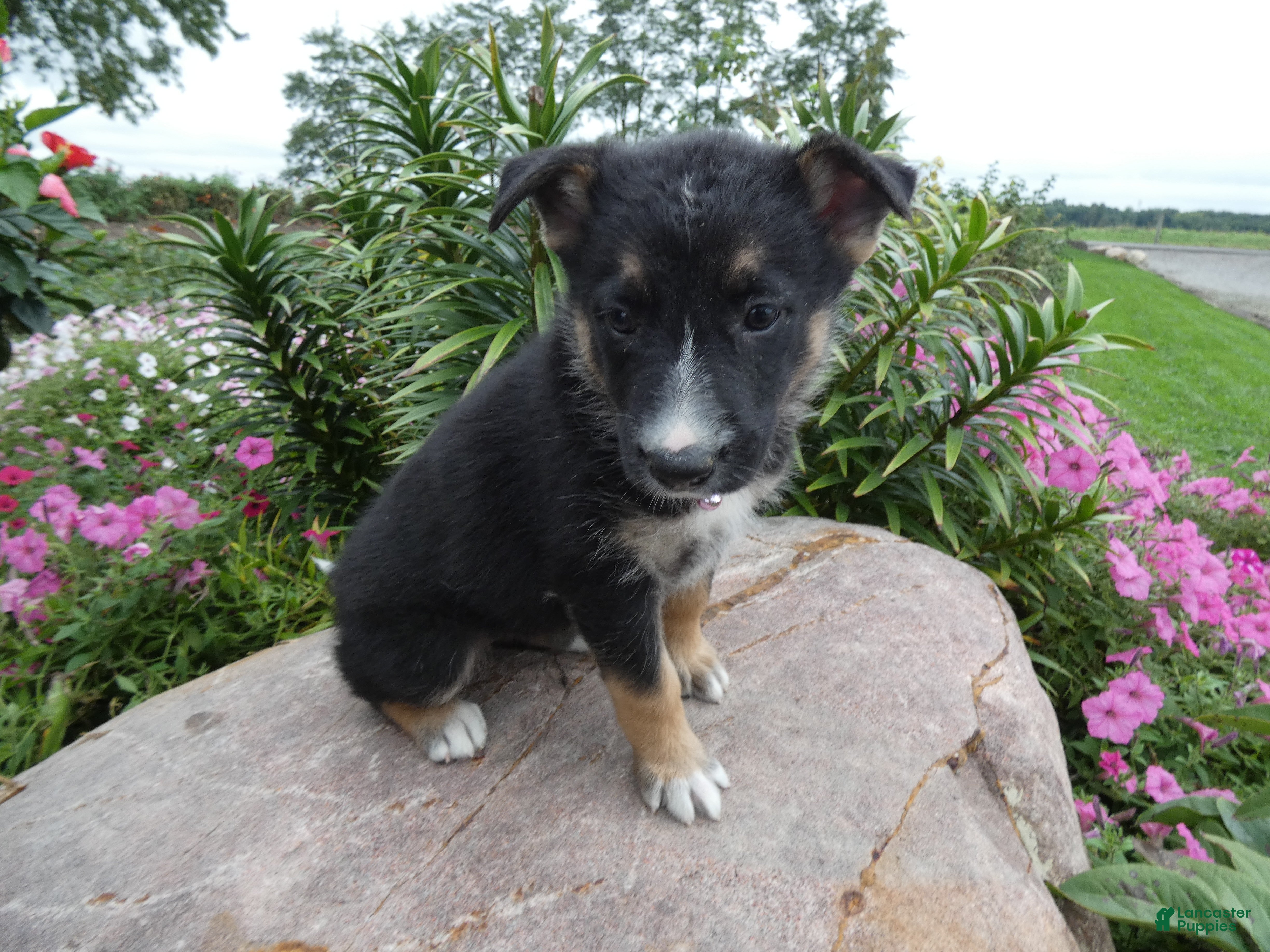 German Shepherd dogs German Shepherd Skyley 1 - Ad 34