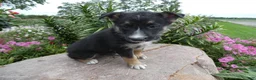 German Shepherd dogs for sale: German Shepherd Skyley 1 - Ad 1