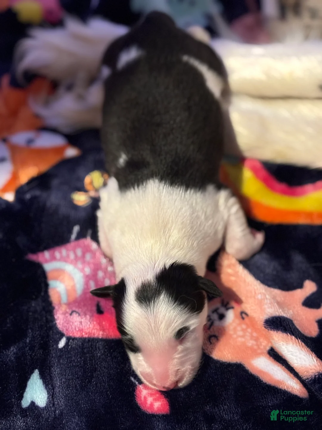 Border Collie dogs for sale: Spot - Ad 2