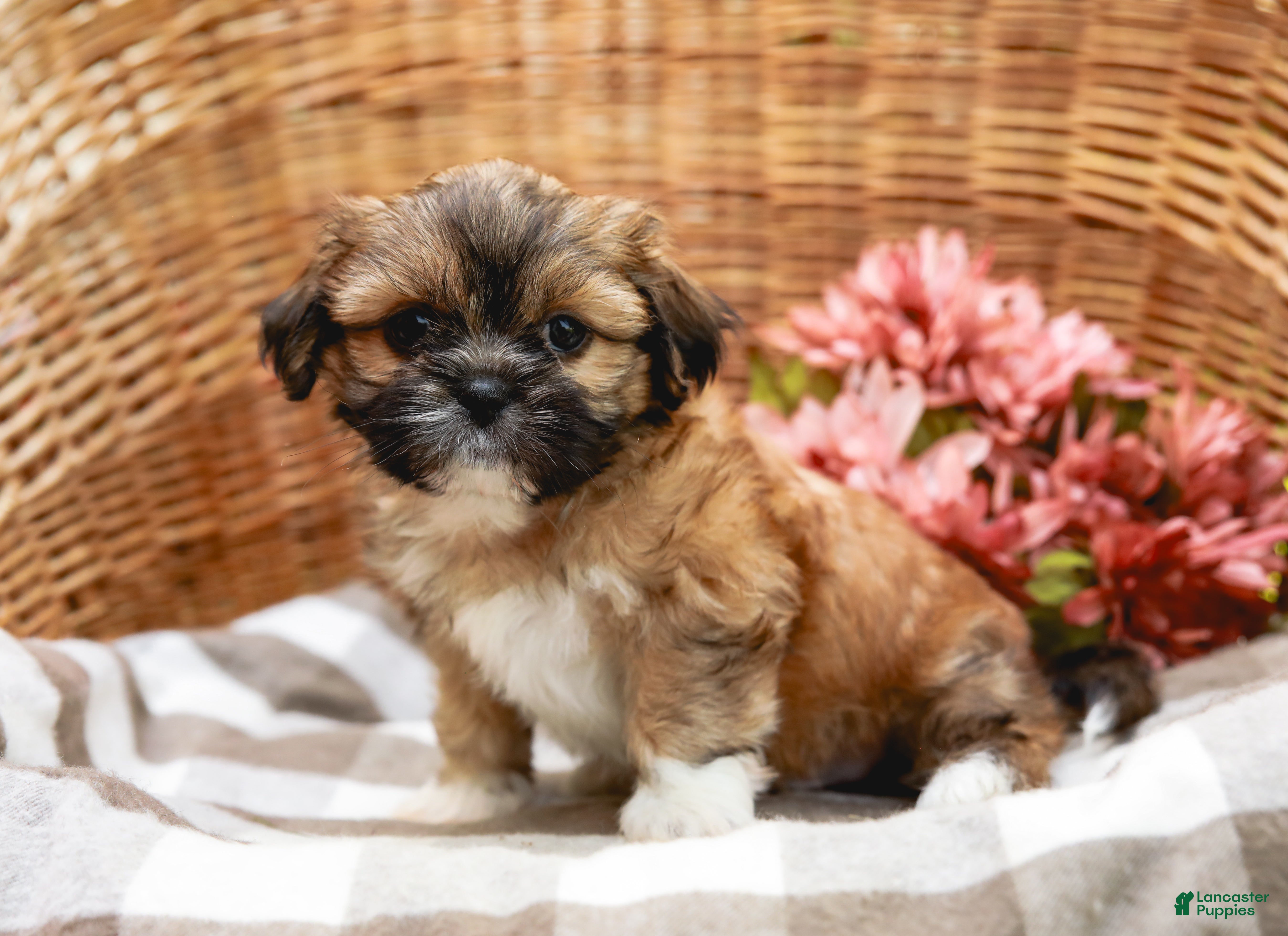 Shih Tzu dogs Andrell - Ad 2