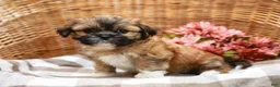 Shih Tzu dogs for sale: Andrell - Ad 2