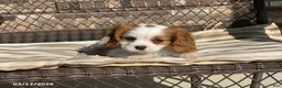Cavalier King Charles Spaniel dogs for sale: Teddy - Ad 11