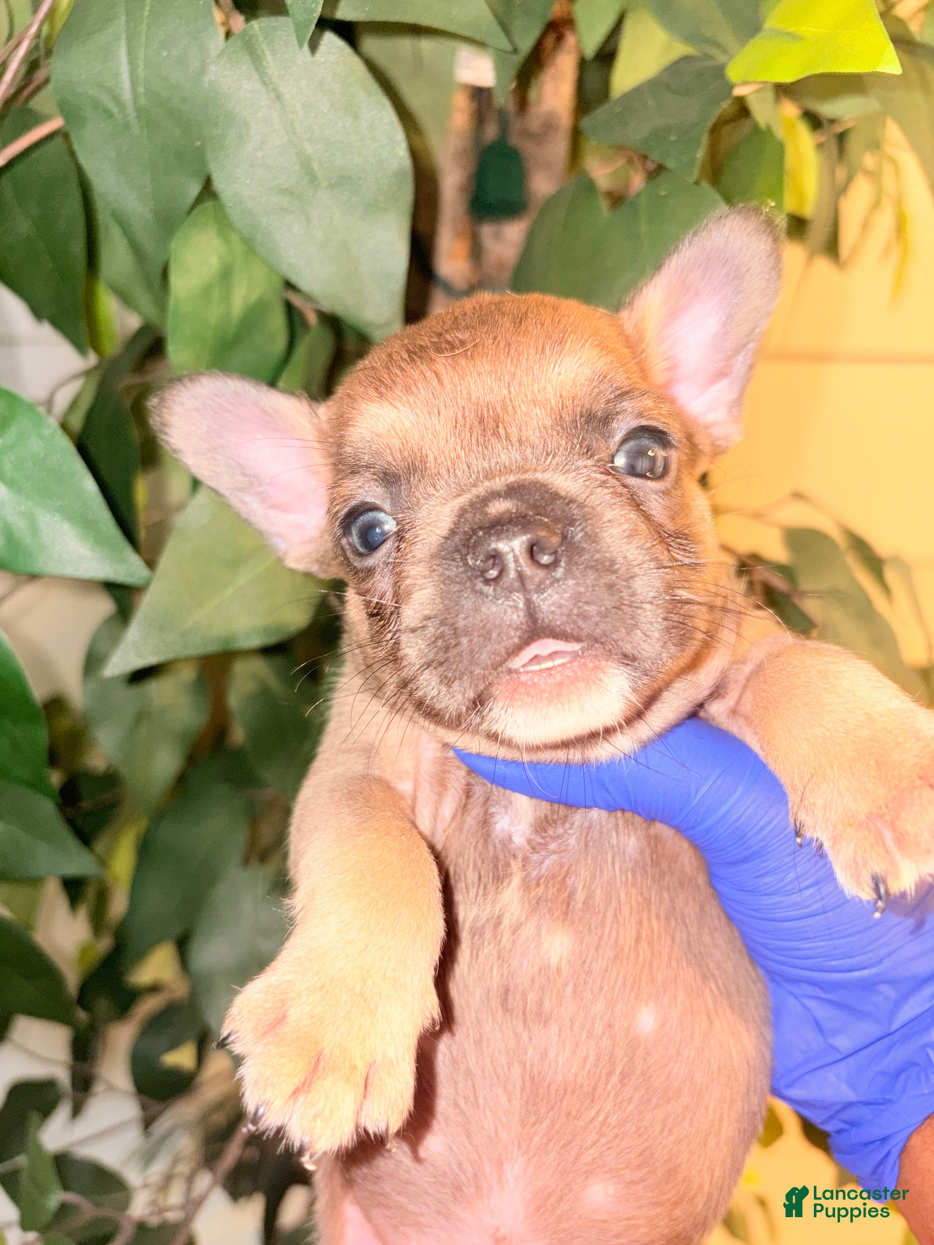 French Bulldog dogs for sale: French Bulldog  - Ad 2