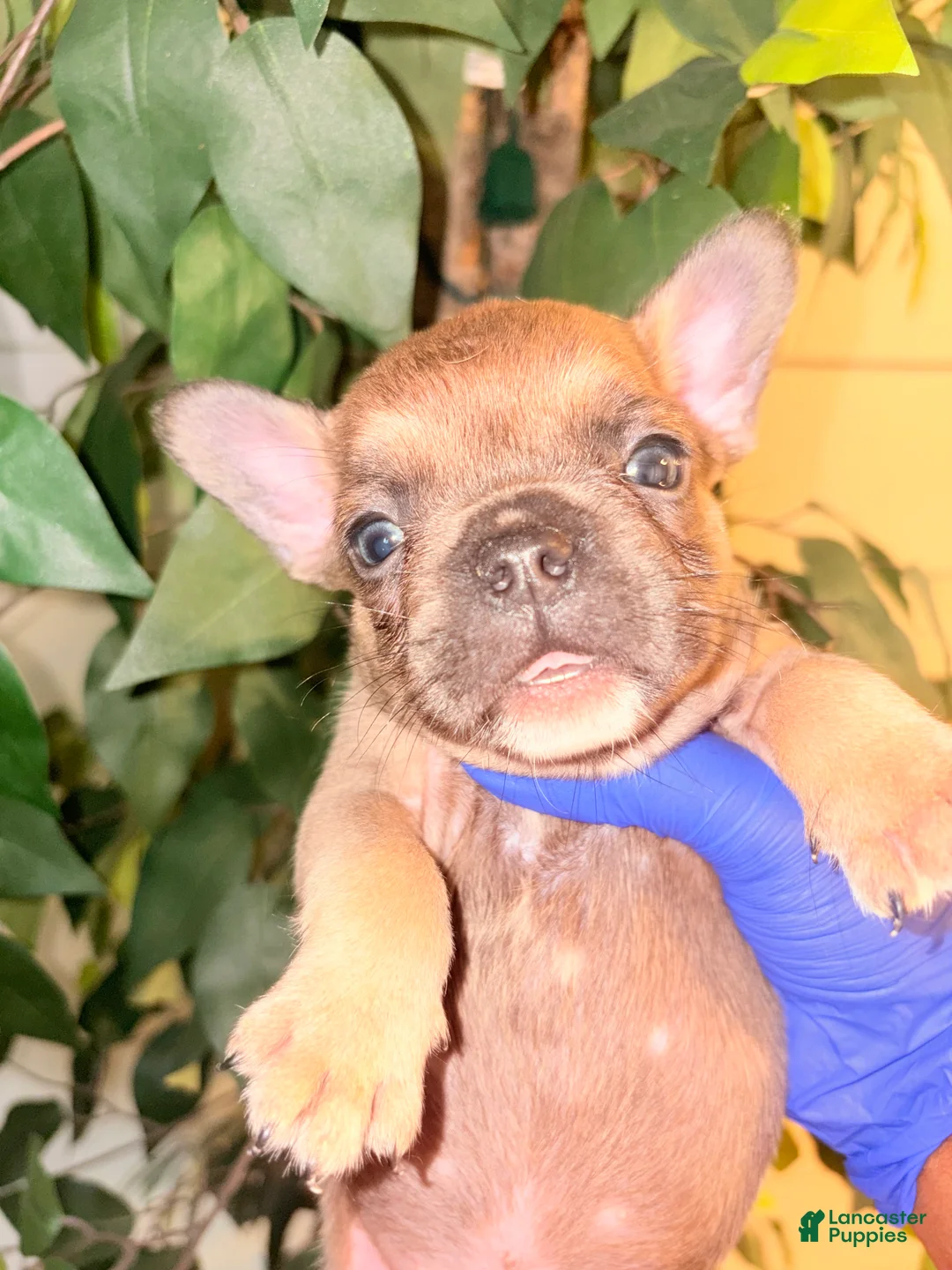 French Bulldog dogs for sale: French Bulldog  - Ad 1