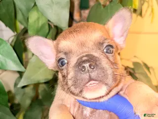 French Bulldog dogs French Bulldog - Ad 17