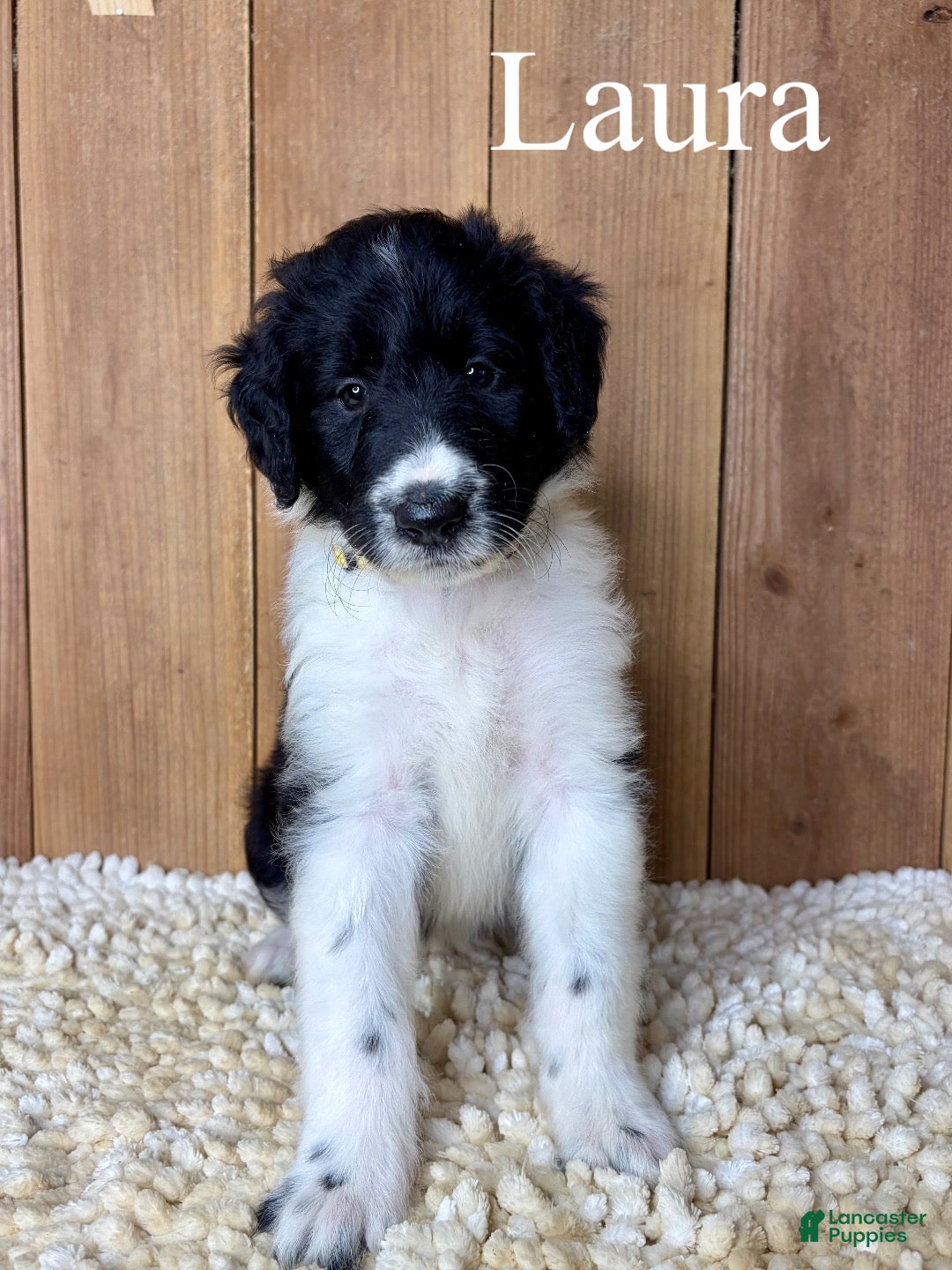 Mixed Breed dogs Laura - Ad 1